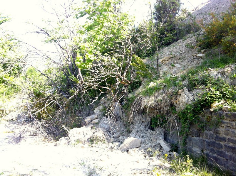 Arboles caídos a la salida de Villanivilla (boj y espino albar)
